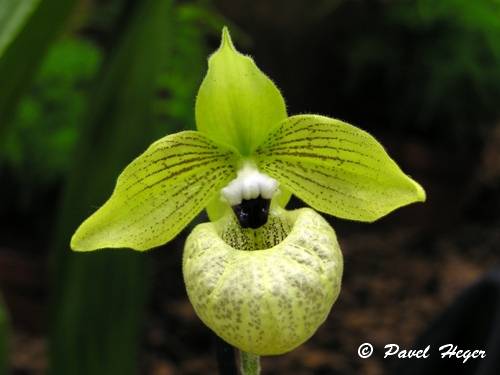 Paphiopedilum malipoense 